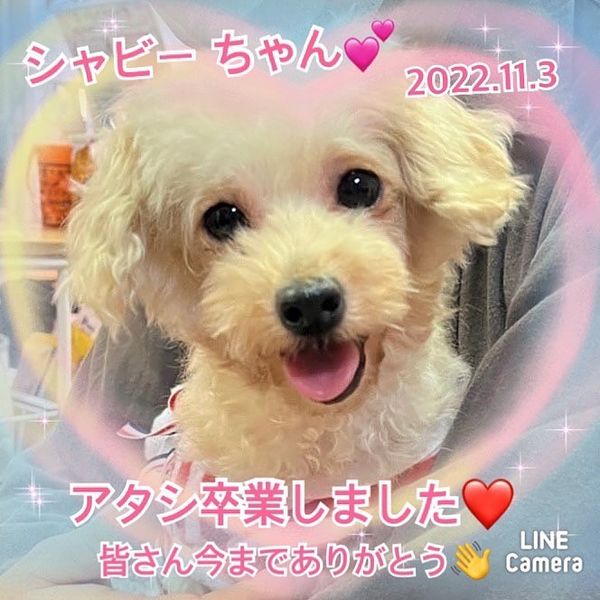 【運命の赤い糸見～つけた💓トイプードルのシャビーちゃん💕、シーズーのエペルちゃん💕】2022,11,3